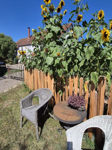 Gemüsegarten
